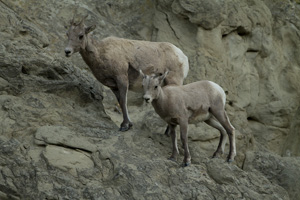 sheep